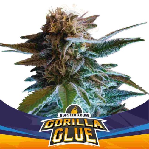BSF Seeds - Gorilla Glue Auto