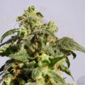 KANNABIA SEED -  Skunk + (Power Skunk)