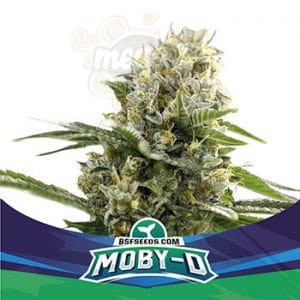 BSF Seeds - Moby-D XXL Auto