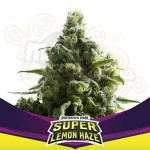 BSF Seeds - Super Lemon Haze