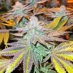 Gorilla Zkittlez