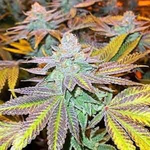 Gorilla Zkittlez