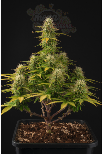 Girl Scout Cookies Auto