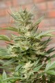 DINAFEM - Moby Dick