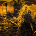 Doctor's Choice - Lowryder Auto