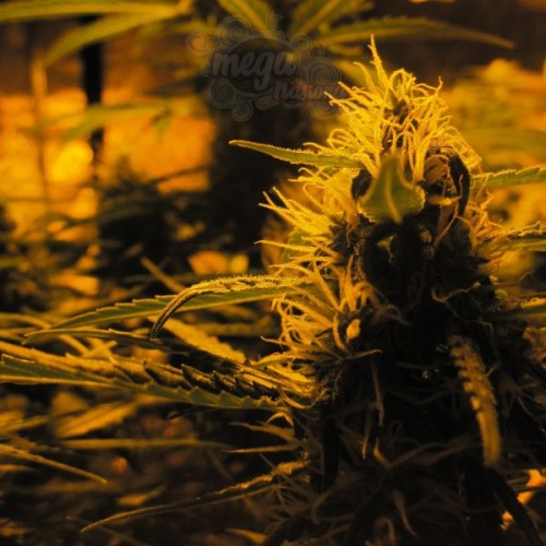 Doctor's Choice - Lowryder Auto