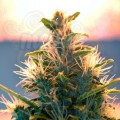 Doctor's Choice - Lowryder Auto