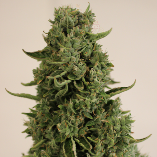 Doctor's Choice - Doctor's Choice #1 Auto