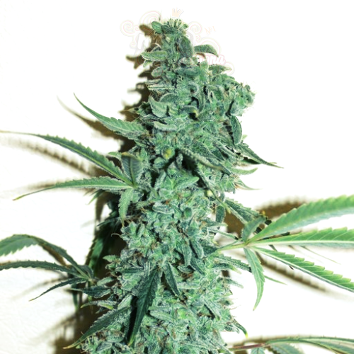 Doctor's Choice - Niagara Auto