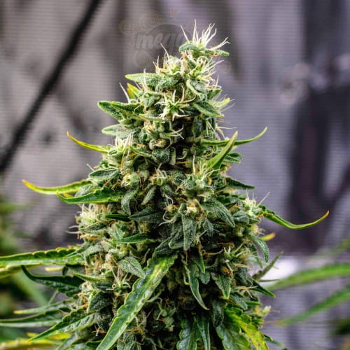 Doctor's Choice - Rock Machine Auto