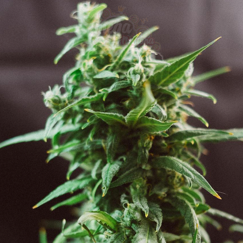 Doctor's Choice - The Ogre Auto