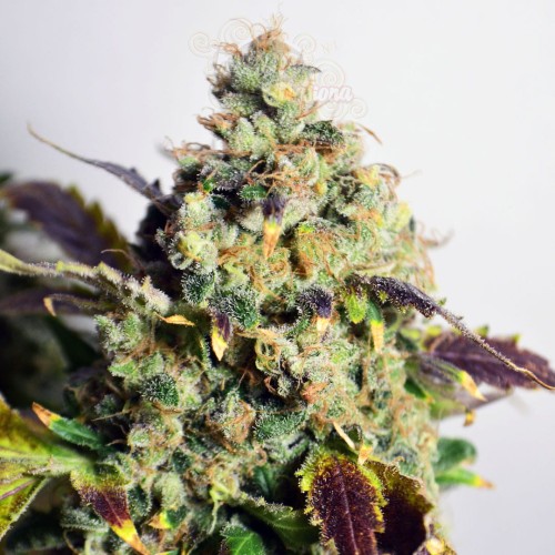 Doctor's Choice - DC Kush Auto