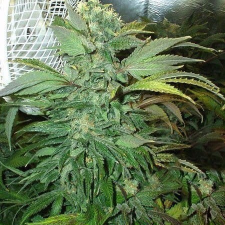KC BRAINS - K.C. 45