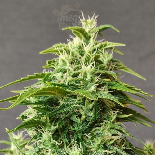 Doctor's Choice - Chronic Ryder Auto