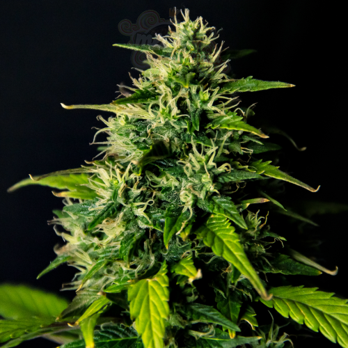 Doctor's Choice - DC Cure 1:1 Auto