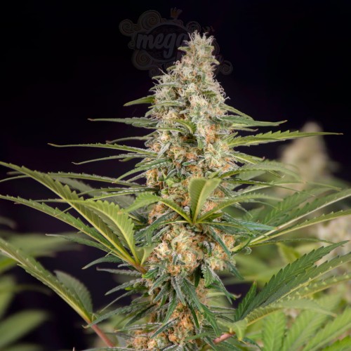 Doctor's Choice - Cali Crasher