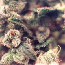 Female Seeds - Sweet Soul