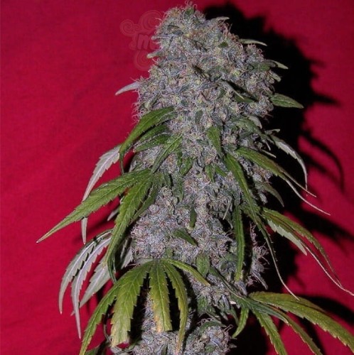 Female Seeds - Nev. Haze