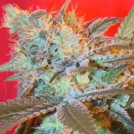 Female Seeds - Iced Widow