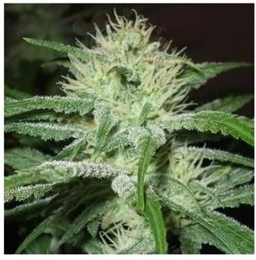 Female Seeds - Black Sugar
