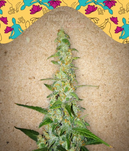 Female Seeds - Auto Kush