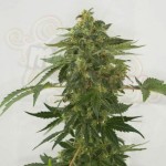 Female Seeds - Auto Haze