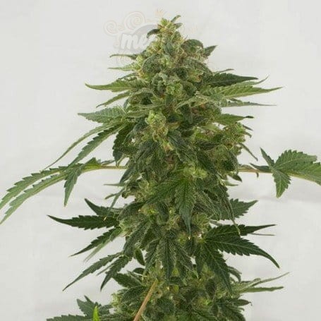Female Seeds - Auto Haze