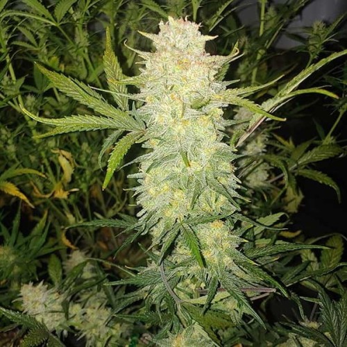 Female Seeds - Critical Auto