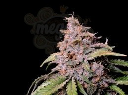 FastBuds - Amnesia Zkittlez Auto