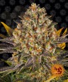BARNEY'S FARM - Banana Punch