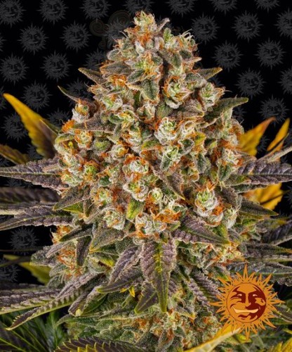 BARNEY'S FARM - Banana Punch