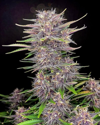 FastBuds - Banana Purple Punch Auto