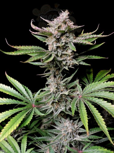 FastBuds - Cherry Cola Auto