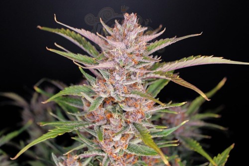 FastBuds - Gorilla Punch Auto