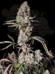 FastBuds - Gorilla Zkittlez Auto
