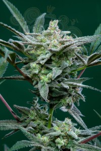 FastBuds - Strawberry Gorilla Auto