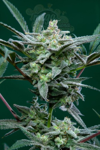 FastBuds - Strawberry Gorilla Auto