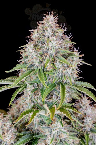 FastBuds - Cinderella Auto