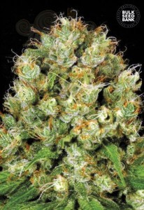 BULK SEED BANK - Sour Diesel