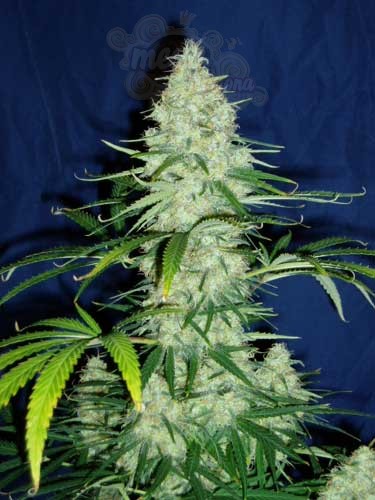 KC BRAINS - Sweet Dreams