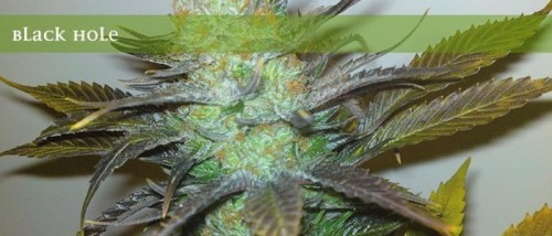 ELITE SEEDS - Black Hole