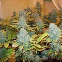NIRVANA - Aurora Indica