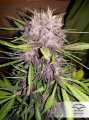DUTCH PASSION - Auto Blackberry Kush®