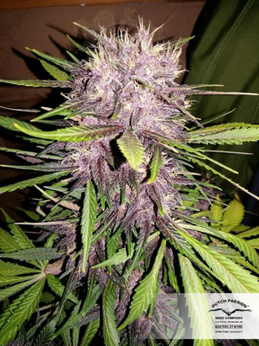 DUTCH PASSION - Auto Blackberry Kush®