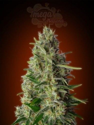 ADVANCED SEEDS - Kali 47