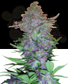 Sensi Seeds - Purple Skunk Auto