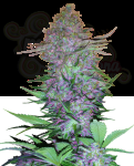 Sensi Seeds - Purple Skunk Auto