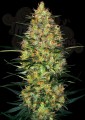 Sensi Seeds - Caramellow Kush Auto