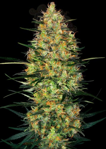Sensi Seeds - Caramellow Kush Auto