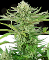 Sensi Seeds - Cashew Kush
